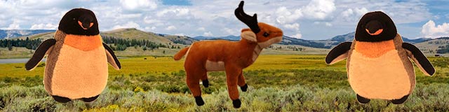 pengos grand teton national park