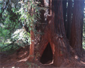 roys redwoods preserve