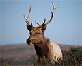 tule elk